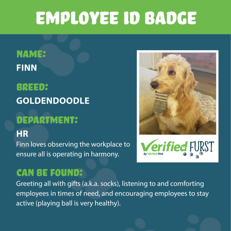 VerifiedFurst_Finn-Goldendoodle