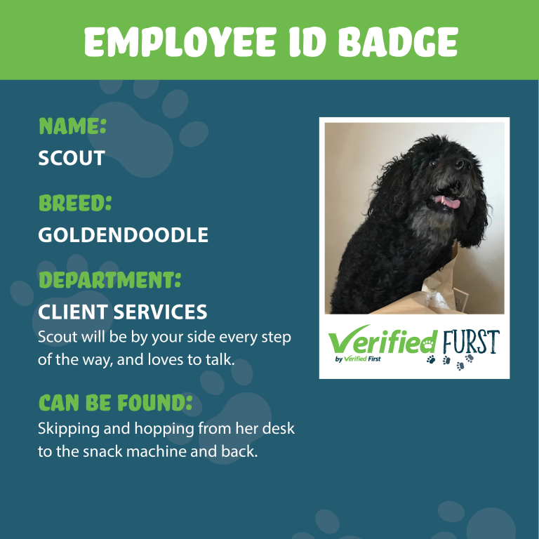 VerifiedFurst_Scout-Goldendoodle
